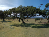FANAL
